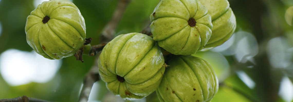 Garcinia Cambogia